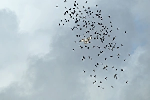 Starling Prints: Osprey (Pandion haliaetus) immature, in flight amongst starling flock, Portugal, october
