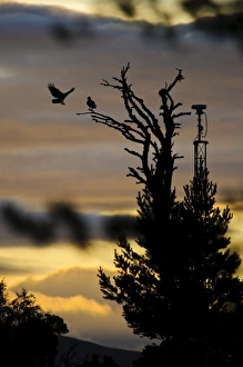 Site Prints: Osprey (Pandion haliaetus) juvenile