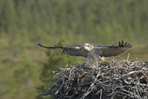 Flapping Prints: Osprey (Pandion haliaetus) mature chick, exercising wings at edge of nest, Finland