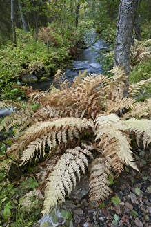 Fern Prints: Ostrich Fern (Matteuccia struthiopteris) fronds