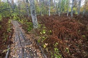 Ostrich Fern (Matteuccia struthiopteris) fronds, in autumn colour, flattened by heavy snow