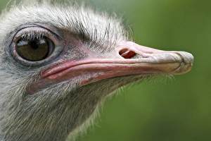 Bill Prints: Ostrich (Struthio camelus) adult, close-up of head (captive)