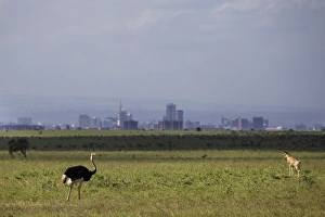 Ostrich (Struthio camelus) adult male, and Cokes Hartebeest (Alcelaphus buselaphus cokii) adult
