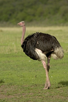 Ostrich (Struthio camelus) adult male, walking, Masai Mara, Kenya