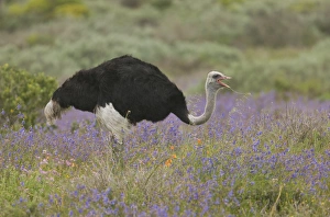 Ostrich (Struthio camelus) adult male, feeding amongst wildflowers, West Coast N. P