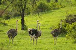 Ostrich (Struthio camelus) adult male and females, standing in habitat, Ruaha N. P. Tanzania