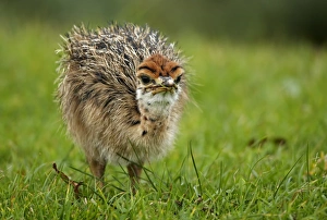 Flight Less Prints: Ostrich (Struthio camelus) chick