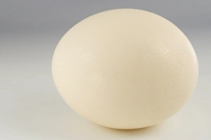 Cutout Prints: Ostrich (Struthio camelus) egg