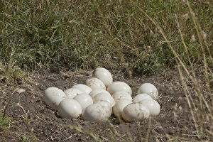 Mara Prints: Ostrich (Struthio camelus) eighteen eggs in nest, Masai Mara, Kenya, August