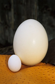 Size Prints: Ostrich (Struthio camelus) farming, Ostrich egg compared with Domestic Chicken egg, Sweden