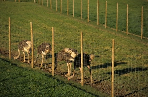 Ostrich (Struthio camelus) farming, adult male and females, feeding on grass through wire fence, Sweden