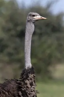 Neck Prints: The Ostrich, (Struthio camelus), is a large flightless bird native to Africa