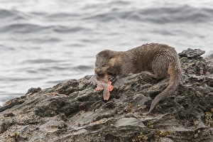 Fish Prints: Otter eating lumpsucker fish at low tide on a rock, Isle of Jura, Scotland