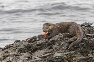 Otter eating lumpsucker fish at low tide on a rock, Isle of Jura, Scotland
