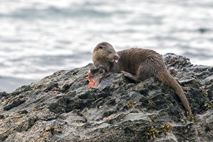 Otter eating lumpsucker fish at low tide on a rock, Isle of Jura, Scotland