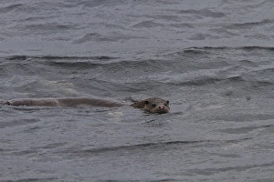 Nose Prints: otter swimming in Jura sound. Note the nose, it must have been in a fight