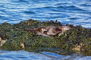 Otters Prints: Two Otters on Egg Wrack seaweed - isle of Jura, Scotland