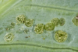 Erupt Prints: Oudemas or edemas erupting on a cabbage leaf