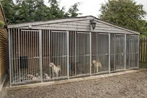 Yellow Prints: Outdoor kennels for working gundogs - Yellow Labrador bitch with 5 week old puppies