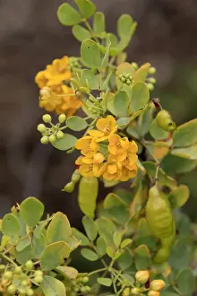 Oval-leaved Cassia (Senna artemisioides) close-up of flowers and leaves, Outback, Northern Territory, Australia