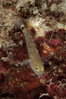 Gobies Prints: Oval-spot Goby (Asterropteryx ovata) adult