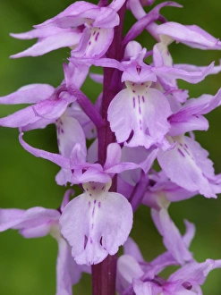 Orchids Prints: Ovalis Orchid (Orchis ovalis) close-up of flowers, Corsica, France, April