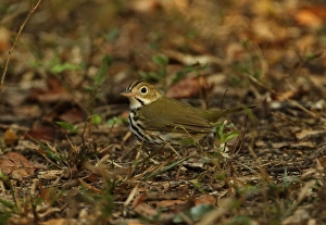 New World Warbler Prints: Ovenbird (Seiurus aurocapilla) adult