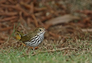 New World Warbler Prints: Ovenbird (Seiurus aurocapilla furvivor) adult