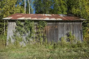 Iron Prints: Overgrown disused wooden barn with rusty corrugated iron roof, Sweden, september