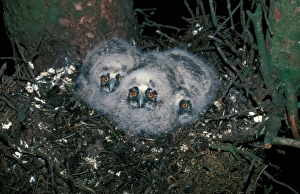 Long Eared Prints: OwlLong-eared (Asio otus) Chicks in nest