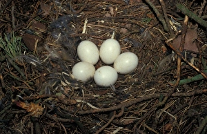 Long Eared Prints: OwlLong-eared (Asio otus) Five eggs in nest