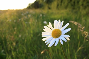 Sun Light Prints: Ox-eye Daisy (Leucanthemum vulgare) flowering