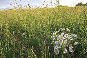 Ox-eye Daisy (Leucanthemum vulgare) flowering, growing amongst long grass in permanent set-a-aside, Bacton, Suffolk, England, may