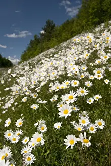 Ox-eye Daisy (Leucanthemum vulgare) flowering mass, growing on roadside verge habitat, England, june