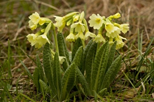 Primula Prints: Oxlip (Primula elatior) flowering, growing in high alpine pasture, Bulgaria, may