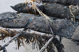 Farmed Prints: Oyster bed rack at low tide, Pirou Beach, Manche, Normandy, France, February