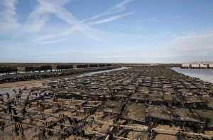 Farmed Prints: Oyster bed racks at low tide, Agon Coutainville, Normandy, France, February