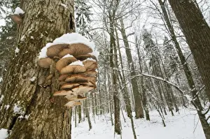 Oyster Mushroom (Pleurotus ostreatus) fruiting bodies, growing on tree trunk in snow covered primeval forest habitat