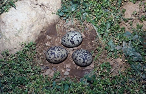 Oystercatcher Prints: Oystercatcher (Haematopus ostralegus) Three eggs