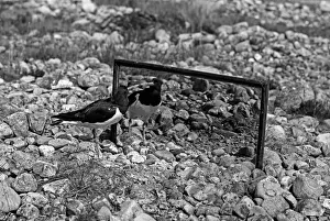 Eric Prints: Oystercatcher looking at its reflection in a mirror - Loch Morlich Scotland
