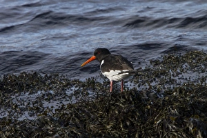 Ostralegus Prints: Oystercatcher standing on the seaweed covered shore line