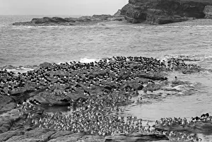 Eric Prints: Oystercatchers and Redshanks on Little eye looking towards Hilbre Island