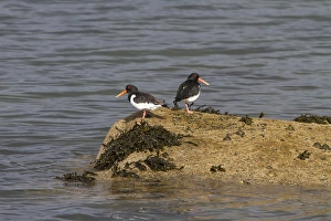 Wader Prints: Two Oystercatchers on seaweed covered rock