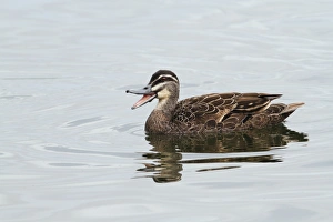 Pacific Black Duck (Anas superciliosa) adult male, calling and swimming on lake in parkland, Perth, Western Australia