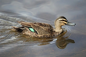 Pacific Black Duck (Anas superciliosa) adult male, calling and swimming, Margaret River, Western Australia, Australia