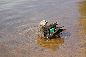 Pacific Black Duck (Anas superciliosa) adult male, preening, standing in shallow water, Margaret River