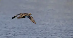 Pacific Black Duck (Anas superciliosa rogersi) adult, in flight over water, Brisbane, Queensland, Australia, October