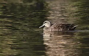 Pacific Black Duck (Anas superciliosa rogersi) adult, swimming, Brisbane, Queensland, Australia, October