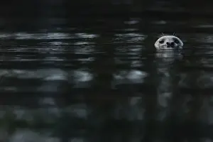 Pacific Common Seal (Phoca vitulina richardsi) adult, head at surface of water, Strait of Georgia, Gulf Islands