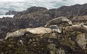 Pinniped Prints: Pacific Common Seal (Phoca vitulina richardsi) adults